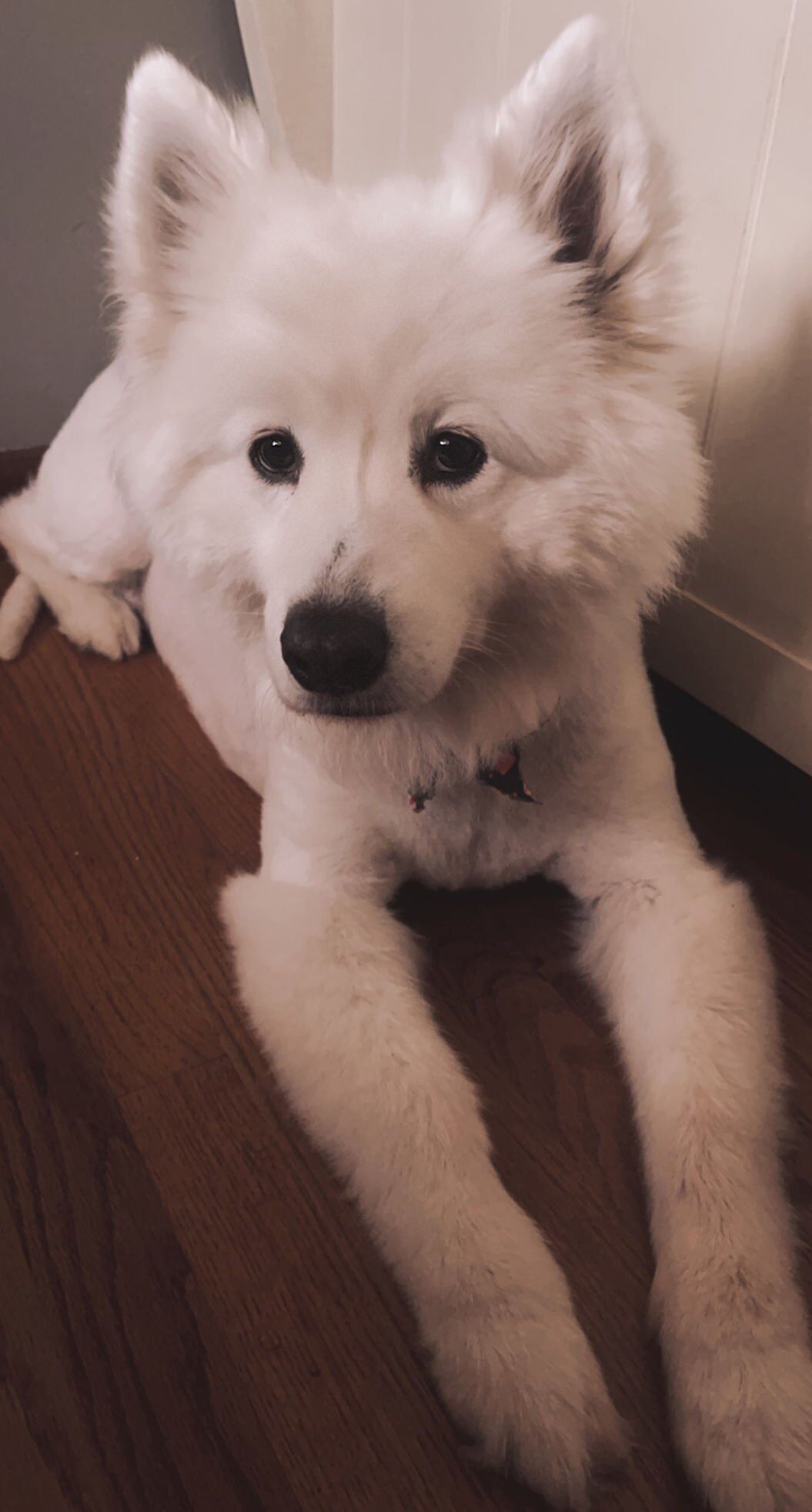 stella samoyed kelli lamberson.jpeg